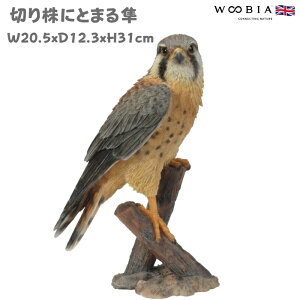 u  킢 IuWF k  ؂芔ɂƂ܂锹 31cm ^ woobia E[rA 傫  K[f CeA  v[g  G _ ʔ  Mtg O  