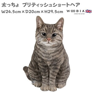 u  ueBbVV[gwA j[uE lR L 29.5cm woobia E[rA 傫 킢  K[f CeA IuWF  v[g k  G 
