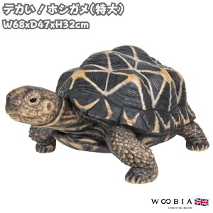 u zVK  TObY ̒68cm woobia E[rA 傫 킢  K[f CeA IuWF   v[g k  G  _ ʔ  Mtg O  