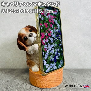 X}zX^h LoA woobia E[rA  Ck   Aj} X}zz_[  v[g Mtg 蕨 u  A Aj}IuWF CeA 킢  