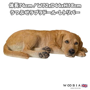  u 傫 Ԃuh[Ego[ 18cm woobia E[rA 킢  K[f CeA IuWF   v[g k  G  _ ʔ  