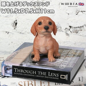  u  グ_bNXth 11cm 킢  IuWF CeA woobia E[rA Ck K[f gC  v[g k  G _ ʔ  M