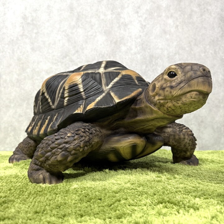 楽天市場】置物 ホシガメ 特大 亀グッズ 体長68cm woobia ウービア 