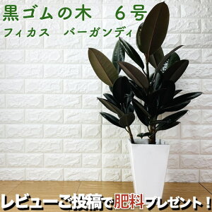 木 種 観葉植物の人気商品 通販 価格比較 価格 Com