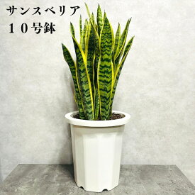 観葉植物 サンスベリア 10号鉢苗 大型 大きい おしゃれな室内インテリア 日陰 風水アイテム 玄関 リビング トイレ 初心者にもおすすめ 簡単で育てやすい 耐陰性 部屋 屋外 かわいい ベランダ プレゼント ギフト 開店祝い 結婚祝い 窓際 テレビ横 グリーン モダン 贈答