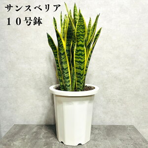 ϗtA TXxA 10c ^ 傫 ȎCeA A ACe  rO gC S҂ɂ ȒPňĂ₷ ωA  O 킢 x_