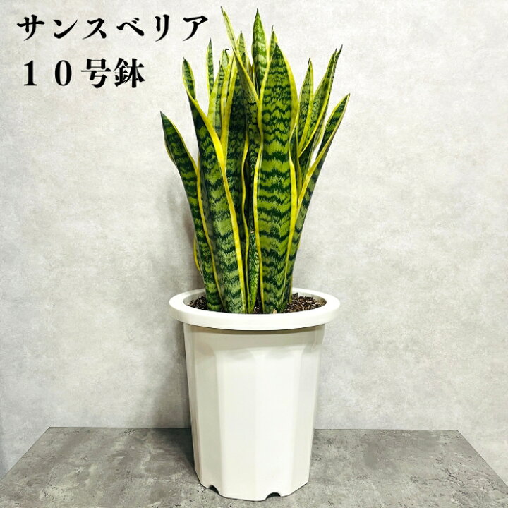 楽天市場】観葉植物 サンスベリア 10号鉢苗 大型 大きい おしゃれな 