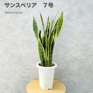 ϗtA TXxA 7c ^ 傫 ȎCeA A ACe  rO gC S҂ɂ ȒPňĂ₷ ωA  O 킢 x_ 