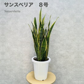 観葉植物 サンスベリア 8号鉢苗 大型 大きい おしゃれな室内インテリア 日陰 風水アイテム 玄関 リビング トイレ 初心者にもおすすめ 簡単で育てやすい 耐陰性 部屋 屋外 かわいい ベランダ プレゼント ギフト 開店祝い 結婚祝い 窓際 テレビ横 グリーン モダン 贈答