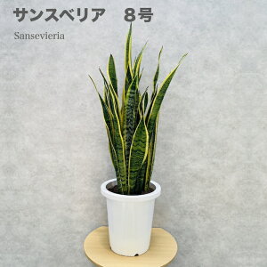 ϗtA TXxA 8c ^ 傫 ȎCeA A ACe  rO gC S҂ɂ ȒPňĂ₷ ωA  O 킢 x_ 