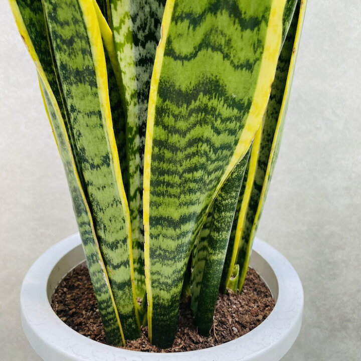 楽天市場】観葉植物 サンスベリア 8号鉢苗 大型 大きい おしゃれな室内 