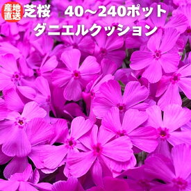 【レビュー特典あり】 芝桜 苗 ダニエルクッション 40株 / 80株 / 120株 / 160株 / 240株 セット ピンクの花 桃色 品種 9cmポット シバザクラ グランドカバー ほふく性 種類 おしゃれな花のグランドカバープランツ 多年草 下草 宿根草 高耐寒性 地被植物