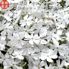 【レビュー特典あり】 高品質 芝桜 モンブランホワイト 白色種 9cmポット苗 120株セット シバザクラ グランドカバー 送料無料