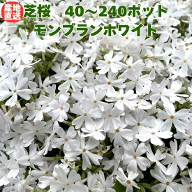 【レビュー特典あり】 芝桜 苗 モンブランホワイト 40株 / 80株 / 120株 / 160株 / 240株セット 白の花 白色 ホワイト 品種 9cmポット シバザクラ グランドカバー ほふく性 種類 おしゃれな花のグランドカバープランツ 多年草 下草 宿根草 高耐寒性 地被植物