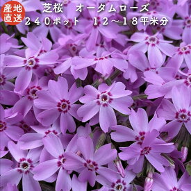 【レビュー特典あり】 高品質 芝桜 オータムローズ ピンク色種（桃色） 9cmポット苗 240株セット シバザクラ グランドカバー 送料無料