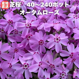 【レビュー特典あり】 芝桜 苗 オータムローズ 40株 / 80株 / 160株 / 240株 セット ピンクの花 桃色 品種 9cmポット シバザクラ グランドカバー ほふく性 種類 おしゃれな花のグランドカバープランツ 多年草 下草 宿根草 高耐寒性 地被植物