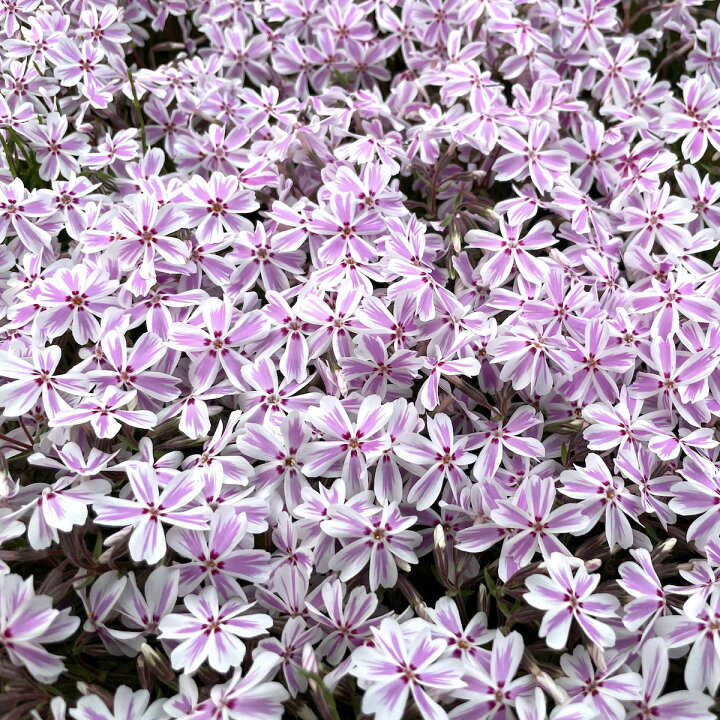 2146円 配送員設置 高品質 芝桜 キャンディーストライプ 9cmポット 80ポット 送料 2146円 配送員設置 高品質 芝桜 キャンディーストライプ 9cmポット 80ポット 送料