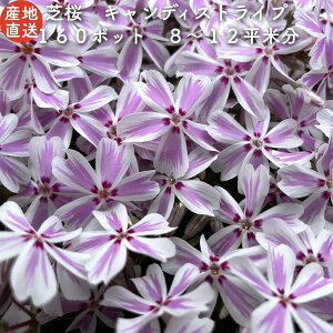 グランドカバー 苗の人気商品 通販 価格比較 価格 Com グランドカバー 苗の人気商品 通販 価格比較 価格 Com