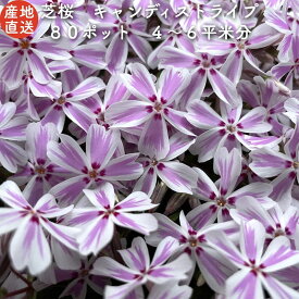 楽天市場 グランドカバー セット 花 ガーデン Diy の通販 楽天市場 グランドカバー セット 花 ガーデン Diy の通販