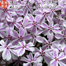 【レビュー特典あり】 高品質 芝桜 キャンディストライプ（多摩の流れ）白地にピンク縞種 9cmポット苗 80株セット シバザクラ グランドカバー 送料無料