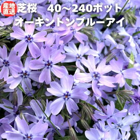 【レビュー特典あり】 芝桜 苗 オーキントンブルーアイ 40株 / 80株 / 160株 / 240株 セット 青の花 青色 ブルー 品種 9cmポット シバザクラ グランドカバー ほふく性 種類 おしゃれな花のグランドカバープランツ 多年草 下草 宿根草 高耐寒性 地被植物