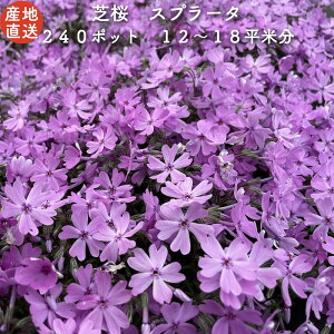 yr[Tz ō c Xv[^ 40 / 80 / 160 / 240 Zbg sN̉ F i 9cm|bg VoUN OhJo[ قӂ  ȉԂ̃OhJo[vc 