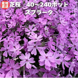 【レビュー特典あり】 芝桜 苗 スプラータ 40株 / 80株 / 160株 / 240株 セット ピンクの花 桃色 品種 9cmポット シバザクラ グランドカバー ほふく性 種類 おしゃれな花のグランドカバープランツ 多年草 下草 宿根草 高耐寒性 地被植物 スブラータ