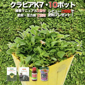 【レビュー特典あり】 クラピア K7（白） 白品種 10株 すくすくセット 植栽マニュアル付き 苗10ポット 肥料 活力剤 2種（有機一発肥料、メネデール）イワダレソウ（改良種） 白色 グランドカバー プランツ 雑草対策 庭 ガーデニング 緑化 K5より耐病性が優れる