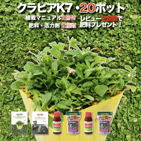 【レビュー特典あり】 クラピア K7（白） 白品種 20株 すくすくセット 完全植栽マニュアル付き 苗20ポット 肥料 活力剤 2種（有機一発肥料、メネデール） イワダレソウ（改良種） 白色 グランドカバー プランツ 雑草対策 庭 ガーデニング K5より耐病性が優れる 多年草