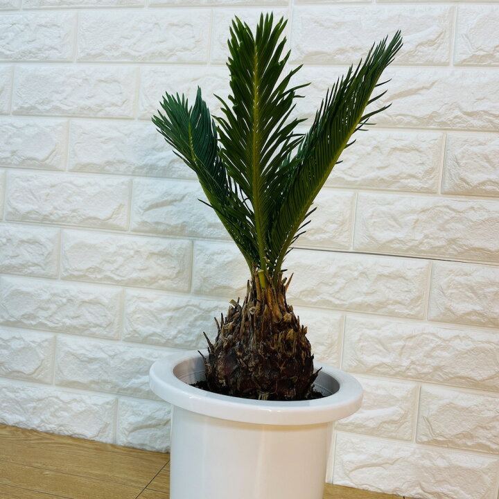 楽天市場 ソテツ 蘇鉄 6号鉢 庭木 記念樹 シンボルツリー 観葉植物 風水 地植え プランター 鉢植え 南国 苗 プレゼントギフト 新築祝い 開店祝い 記念日 母の日 ソテツの木 敬老の日 クラピア 観葉植物専門店ミドリス