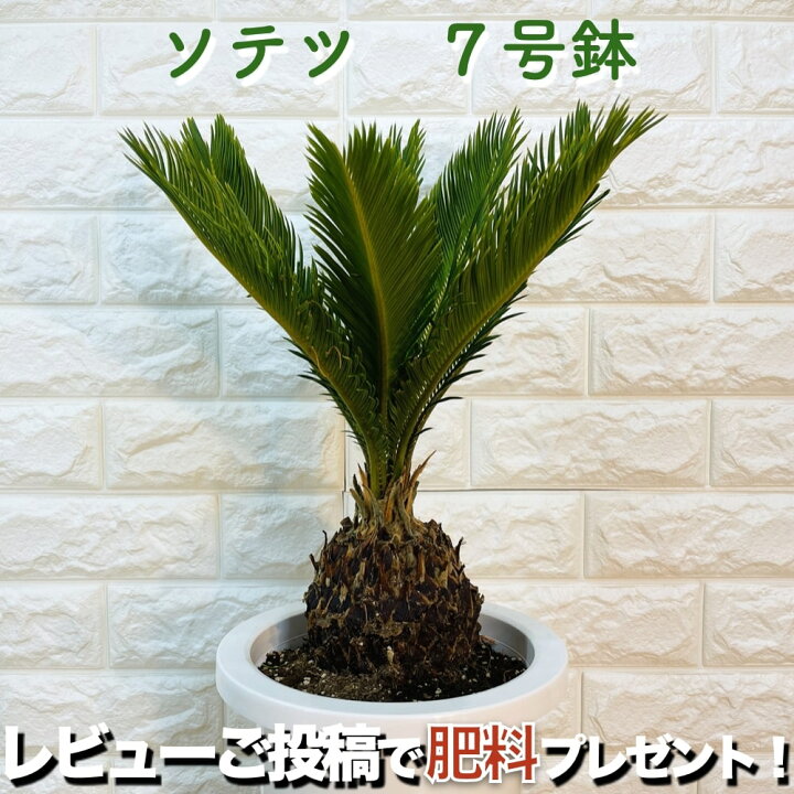 楽天市場 ソテツ 蘇鉄 7号鉢 庭木 記念樹 シンボルツリー 観葉植物 風水 地植え プランター 鉢植え 南国 苗 プレゼントギフト 新築祝い 開店祝い 記念日 母の日 ソテツの木 敬老の日 クラピア 観葉植物専門店ミドリス