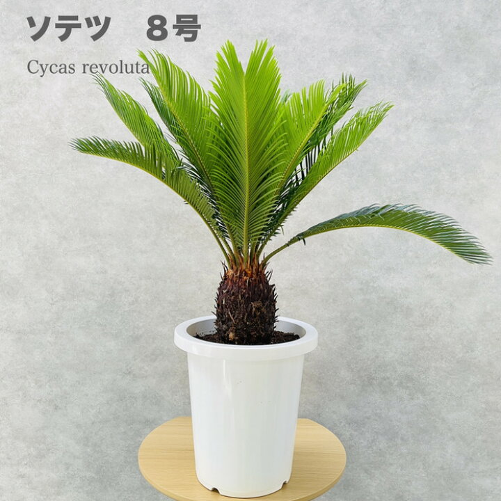楽天市場 ソテツ 蘇鉄 8号鉢 庭木 記念樹 シンボルツリー 観葉植物 風水 地植え プランター 鉢植え 南国 苗 プレゼントギフト 新築祝い 開店祝い 記念日 母の日 父の日 ソテツの木 敬老の日 クラピア 観葉植物専門店ミドリス 楽天市場 ソテツ 蘇鉄 8号鉢 庭木 記念樹 シンボルツリー 観葉植物 風水 地植え プランター 鉢植え 南国 苗 プレゼントギフト 新築祝い 開店祝い 記念日 母の日 父の日 ソテツの木 敬老の日 クラピア 観葉植物専門店ミドリス