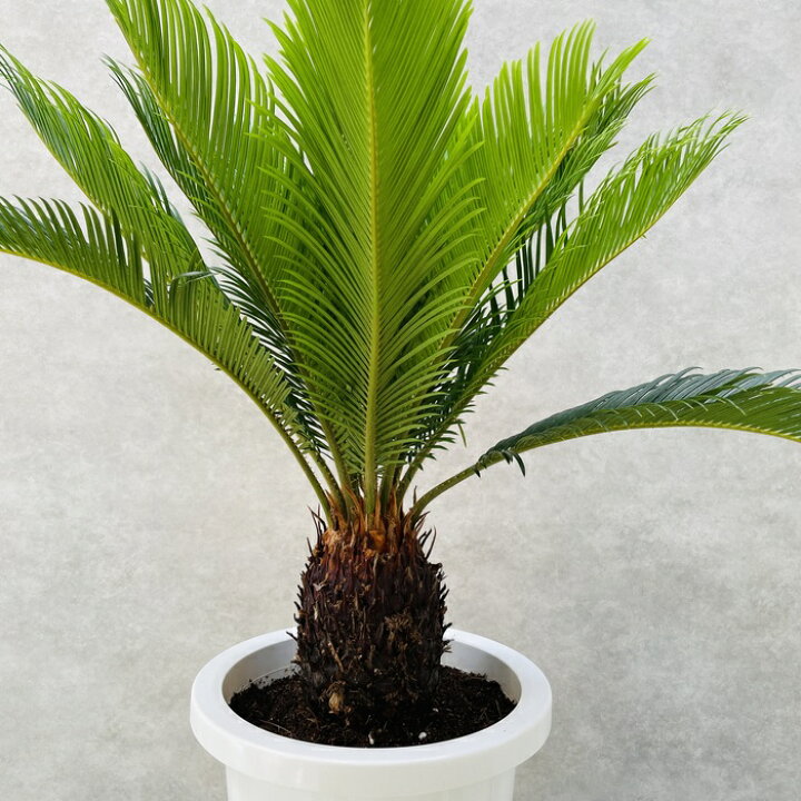 楽天市場】観葉植物 ソテツ 蘇鉄 8号鉢苗 大型種類 大きい 鉢植え 和風 