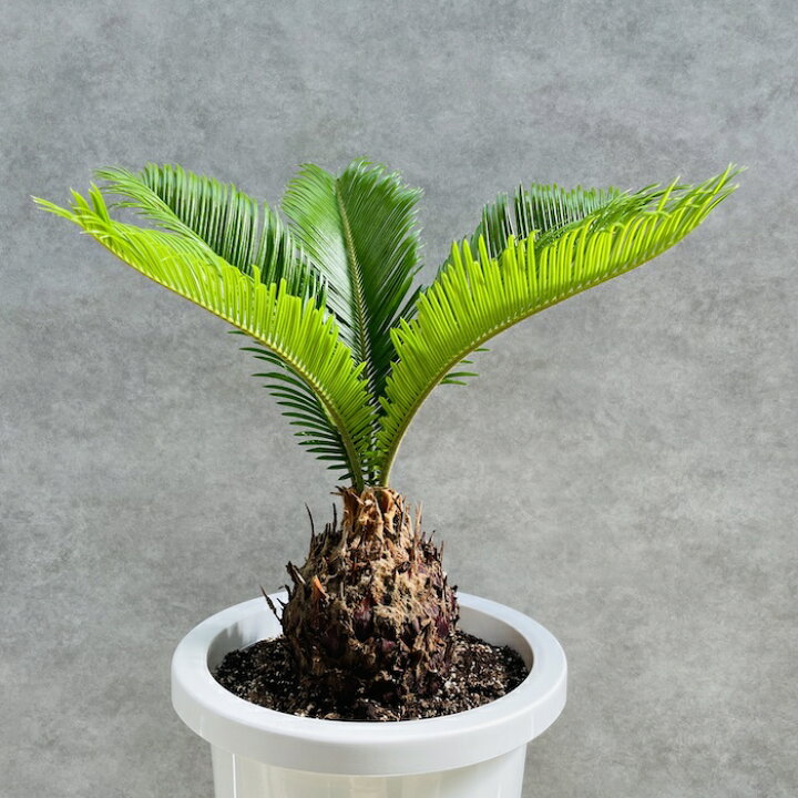 楽天市場】観葉植物 ソテツ 蘇鉄 8号鉢苗 大型種類 大きい 鉢植え 和風 