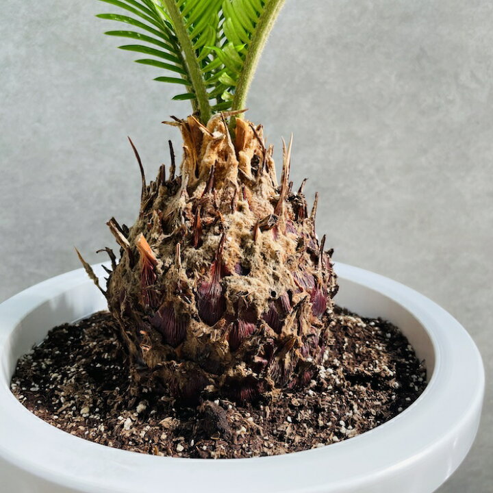 楽天市場】観葉植物 ソテツ 蘇鉄 8号鉢苗 大型種類 大きい 鉢植え 和風 