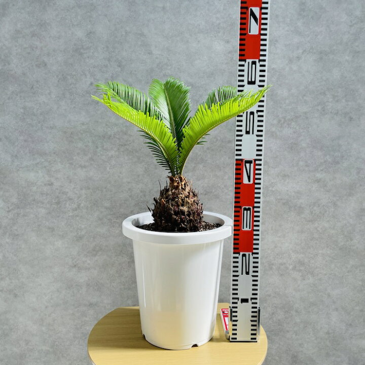 楽天市場】観葉植物 ソテツ 蘇鉄 8号鉢苗 大型種類 大きい 鉢植え 和風