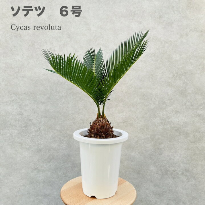 楽天市場】観葉植物 ソテツ 蘇鉄 6号鉢苗 縁起物 庭木 鉢植え 和風 