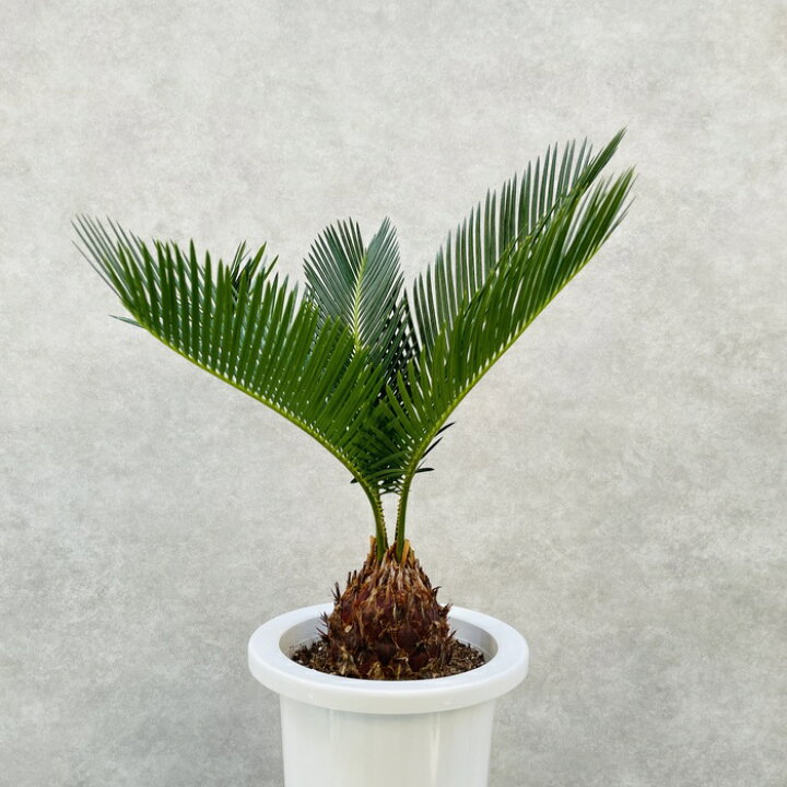 楽天市場】観葉植物 ソテツ 蘇鉄 6号鉢苗 縁起物 庭木 鉢植え 和風 