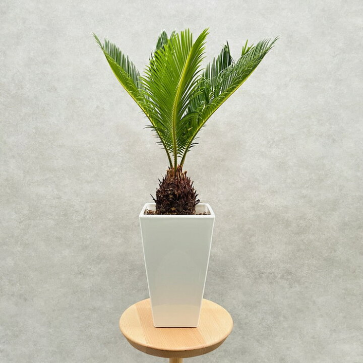 楽天市場】観葉植物 ソテツ 蘇鉄 6号スクエア鉢苗 大型 大きい 鉢植え 