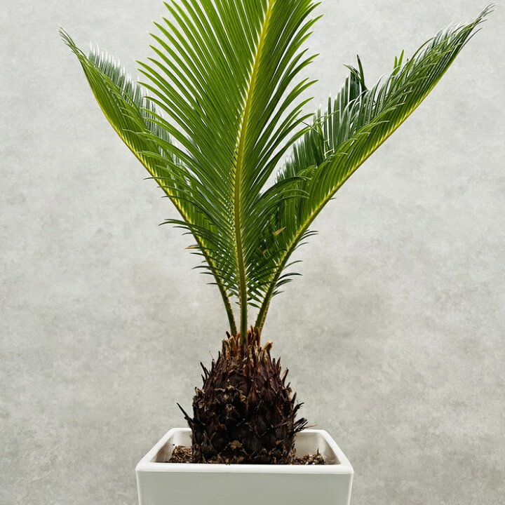 楽天市場】観葉植物 ソテツ 蘇鉄 6号スクエア鉢苗 大型 大きい 鉢植え 