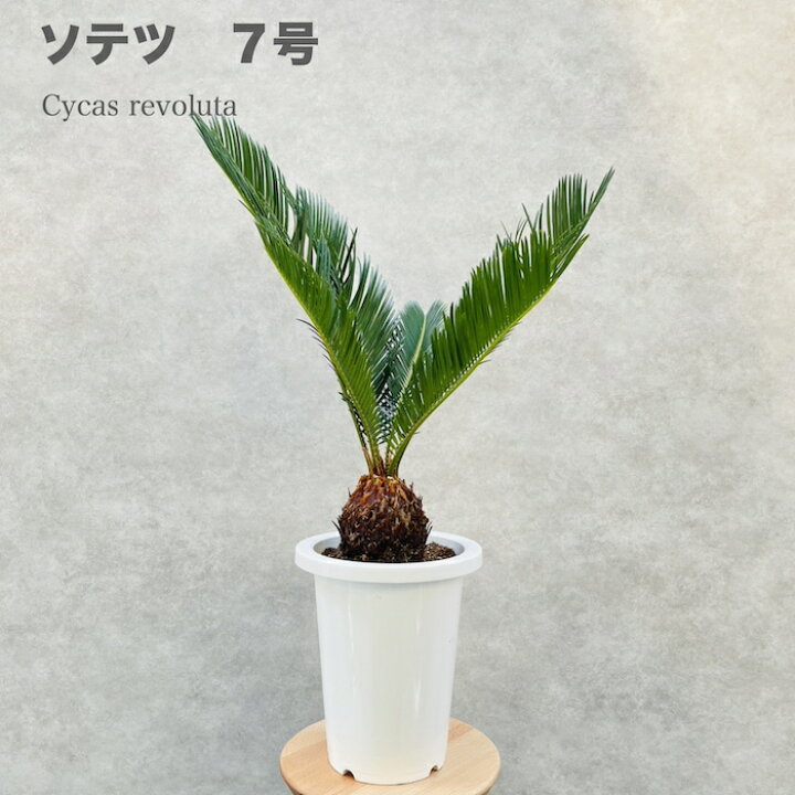 楽天市場】観葉植物 ソテツ 蘇鉄 7号鉢苗 大型 大きい 鉢植え 和風 