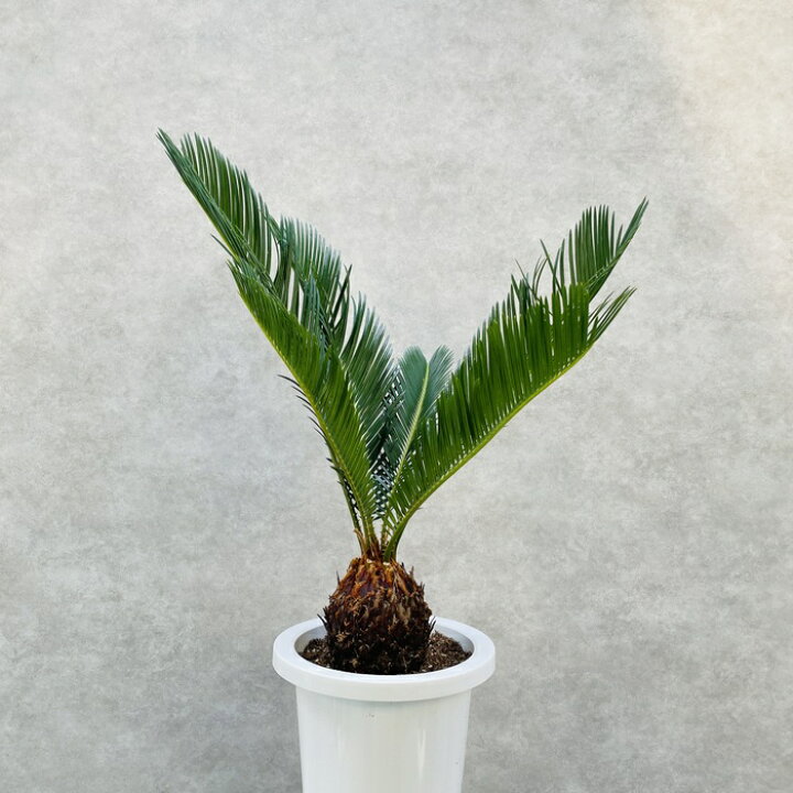楽天市場】観葉植物 ソテツ 蘇鉄 7号鉢苗 大型 大きい 鉢植え 和風 