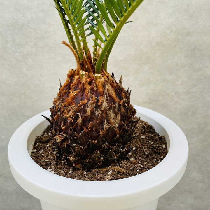 楽天市場】観葉植物 ソテツ 蘇鉄 7号鉢苗 大型 大きい 鉢植え 和風 