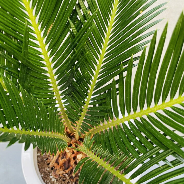 楽天市場】観葉植物 ソテツ 蘇鉄 7号鉢苗 大型 大きい 鉢植え 和風 