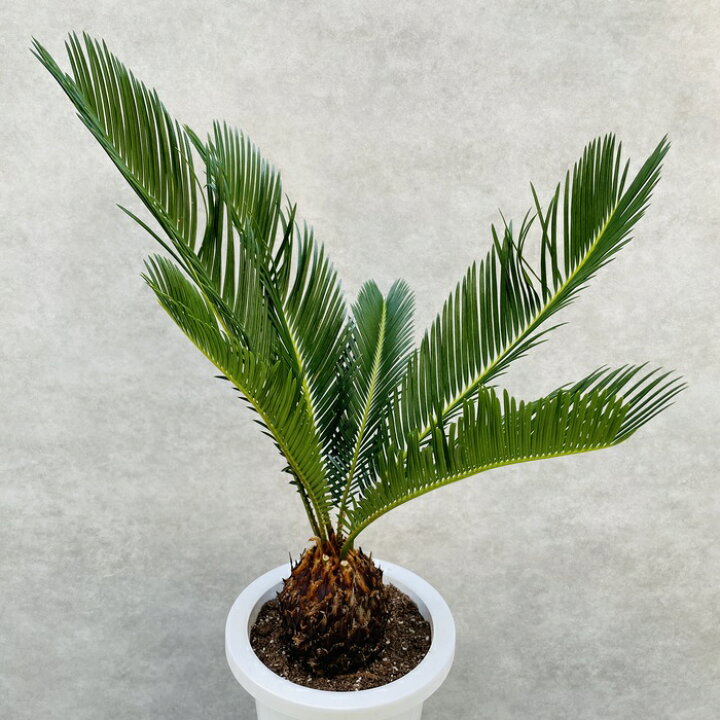 楽天市場】観葉植物 ソテツ 蘇鉄 7号鉢苗 大型 大きい 鉢植え 和風 