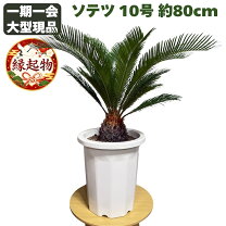楽天市場】ソテツ 7号の通販