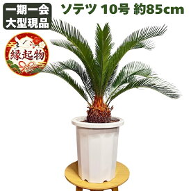 現品 観葉植物 ソテツ 蘇鉄 10号鉢苗 大型種類 大きい 鉢植え 和風 和室 南国 おしゃれな室内インテリア 日陰 風水 玄関 リビング 初心者におすすめ 簡単で育てやすい 耐陰性 部屋 屋外 かわいい ベランダ プレゼント ギフト 開店祝い 結婚祝い 窓際 テレビ横 モダン 贈答