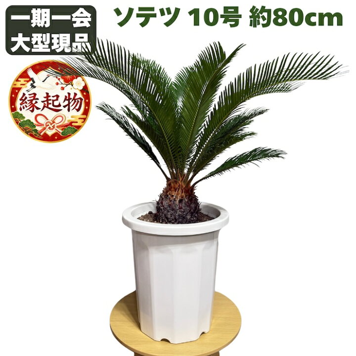 楽天市場】現品 観葉植物 ソテツ 蘇鉄 10号鉢苗 大型種類 大きい 