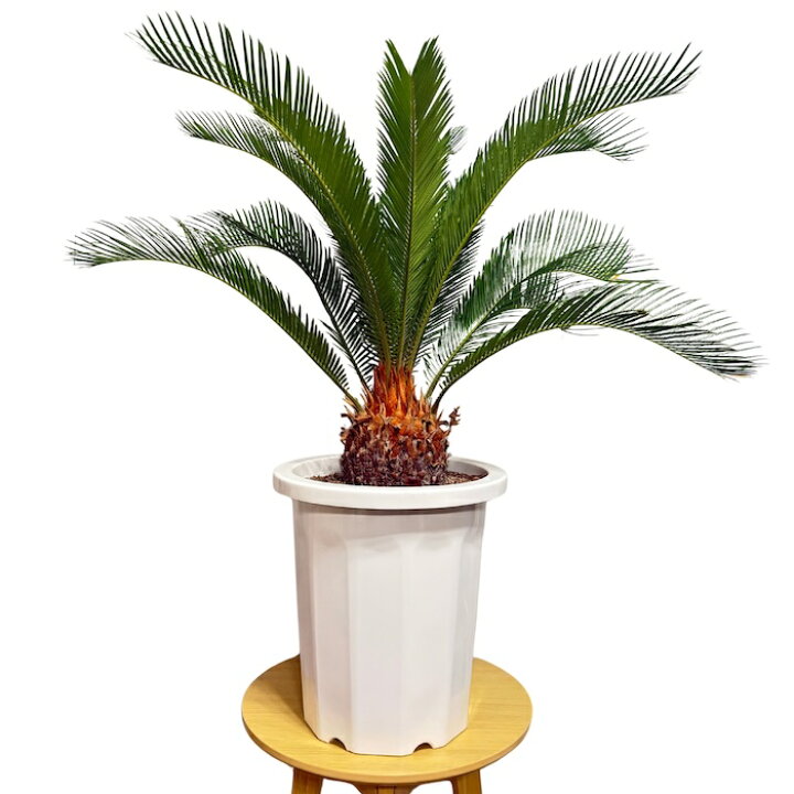 楽天市場】現品 観葉植物 ソテツ 蘇鉄 10号鉢苗 大型種類 大きい 