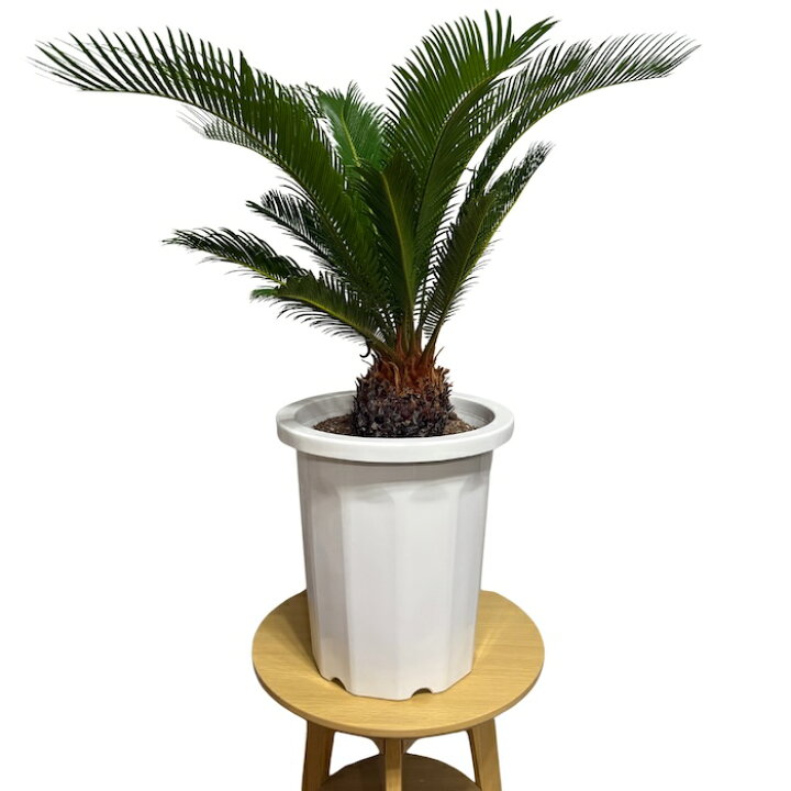 楽天市場】現品 観葉植物 ソテツ 蘇鉄 10号鉢苗 大型種類 大きい 